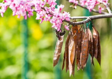 Cercis silikastrum ya da Judas ağacı. İlkbaharda güzel pembe çiçekler açan süs ağacı. Doğu kızıl tomurcuğu ağacı çiçeği. Yaşlı tohumlar ve çiçeklerdeki siyah yaban arısı.