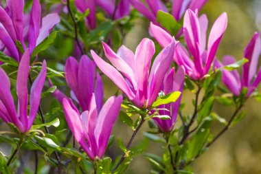 Magnolia soulangeana ya da çay tabağı manolyası mor pembe çiçek, baharın başlarında Botanik Bahçesi, Harkov, Ukrayna 'da seçici odak noktasını kapatır. Bahar çiçeği arka planı.