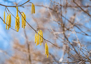 Bahar çiçekleri fındık çiçekleri (Corylus avellana) güneş ışığındaki küpelere benzer, bahar arkaplanı. Metin için boş alan.