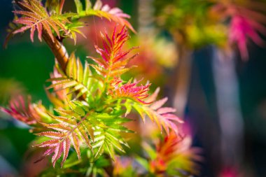 Dekoratif Rowan 'dan kalma Sorbaria Sorbifolia' dan ya da süs bahçesindeki sahte spiraea 'dan oluşan genç pembe renkli bahar yaprakları. Doğal bahar geçmişi. Kapatın. Seçici odak.