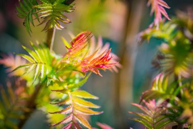 Dekoratif Rowan 'dan kalma Sorbaria Sorbifolia' dan ya da süs bahçesindeki sahte spiraea 'dan oluşan genç pembe renkli bahar yaprakları. Doğal bahar geçmişi. Kapatın. Seçici odak.