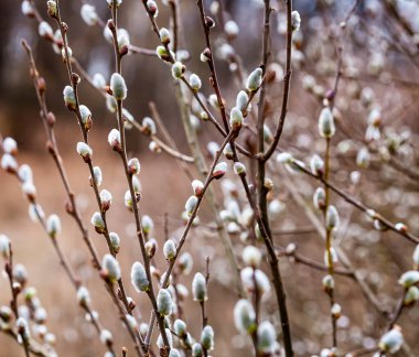 Pussy-willow branches with catkins, spring background