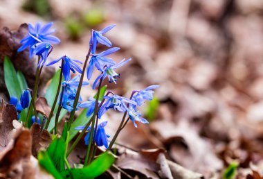 Mavi bahar scilla siberica çiçekleri yakın plan doğa orman arka planı, seçici yumuşak odak, bahar arkaplanı
