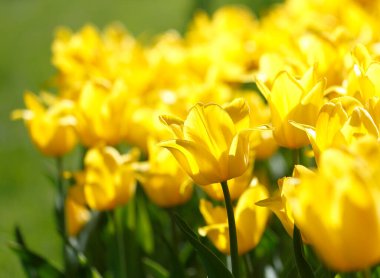 Güzel, sarı lale tarlası. Bahar Paskalya çiçeği arkaplanı. Seçici odaklanma. Muhteşem bahar lale çiçekleri.
