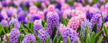 Large flower bed with multi-colored hyacinths, traditional easter flowers, flower background, easter background clipart