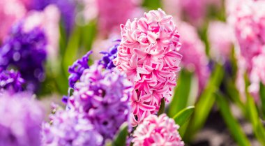 Çok renkli sümbülleri, geleneksel paskalya çiçekleri, çiçek arkaplanı, paskalya arkaplanı olan büyük bir çiçek tarhı.