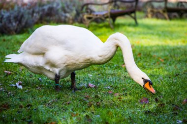 Kuş yüzüklü büyük beyaz kuğu ya da kuş kuşağı şehir parkındaki yeşil otları yiyor.