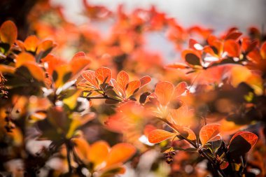 Baharda dalda yeni kırmızı yapraklar ve küçük çiçekler olacak. Bulanık arka planda kırmızı yapraklı bir dal. Böğürtlen çalılığında renkli yapraklar. Seçici odaklanma, bulanık arkaplan. Boşluğu kopyala