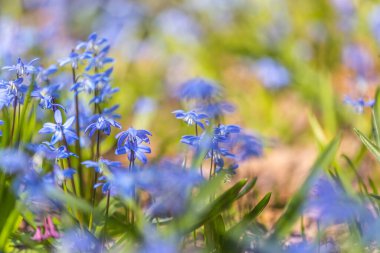 Mavi bahar scilla siberica çiçekleri yakın plan doğa orman arka planı, seçici yumuşak odak, bahar arkaplanı