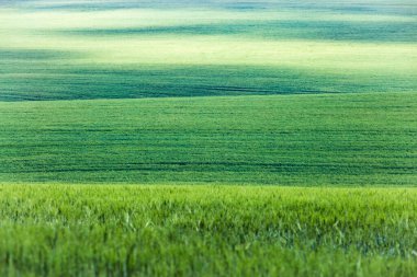 Yazın başında güneş ışığında yeşil buğday ya da çavdar tarlası. Ukrayna buğdayı. Tarım yeşili doğal arka plan. Seçici odaklanma. Güzel yeşil çimenler Tepe ya da çayır.
