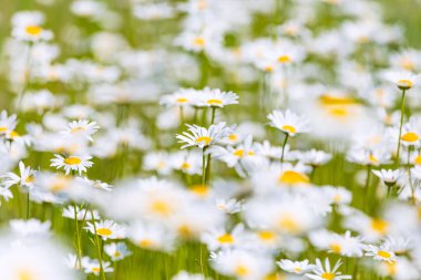 Güzel papatya tarlası çiçekleri arka planı. Güneş ışığının altında çiçek açan papatyaların olduğu doğa sahnesi. Yaz çiçekleri. Güzel çayır yaz arkaplanı