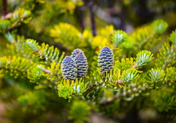 Nahaufnahme Junger Blauer Zapfen Auf Den Zweigen Von Tanne Abies — Stockfoto