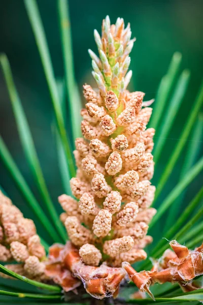 Microstrobilus Cone Pólen Cone Masculino Pinheiro Pinus Sylvestris Escocês Primavera — Fotografia de Stock