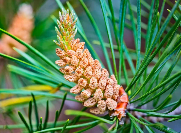 Microstrobilus Pollen Cone Male Cone Pine Tree Scots Pine Pinus — Stock Photo, Image