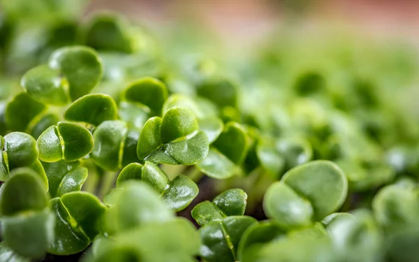 Close Microgreens Manjericão Crescendo Brotos Manjericão Vista Perto Germinação Sementes — Fotografia de Stock