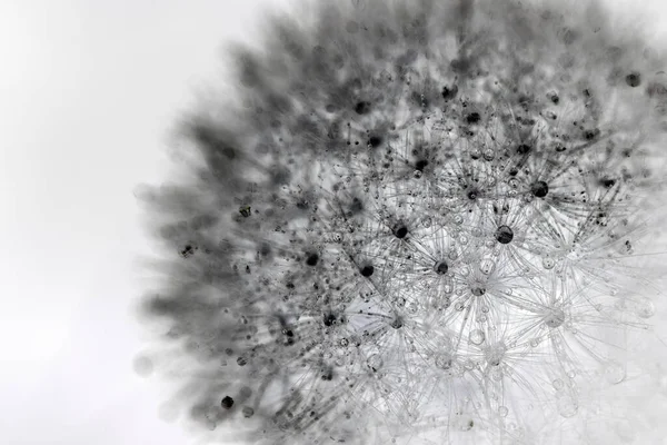 水露や雨の滴とタンポポの種子の負の写真 要旨花黒と白の写真 — ストック写真