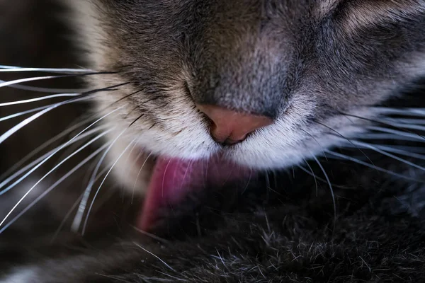 紧闭灰猫的舌头舔着他的毛皮 注意猫的鼻子 胡须和毛皮 — 图库照片