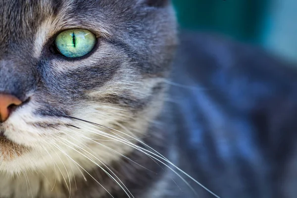 一只灰色的 长着绿眼睛和粉红鼻子的胖胖的猫的画像 把注意力集中在漂亮的绿猫眼上 只有一半的脸和一只眼睛看得见 — 图库照片