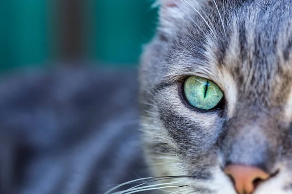 一只灰色的 长着绿眼睛和粉红鼻子的胖胖的猫的画像 把注意力集中在漂亮的绿猫眼上 只有一半的脸和一只眼睛看得见 — 图库照片