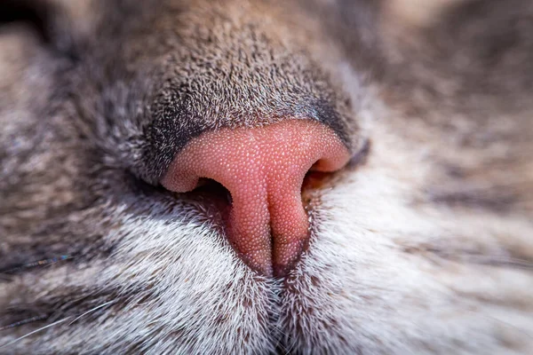 猫的鼻子极度宏观特写 把重点放在鼻子和胡须上 — 图库照片