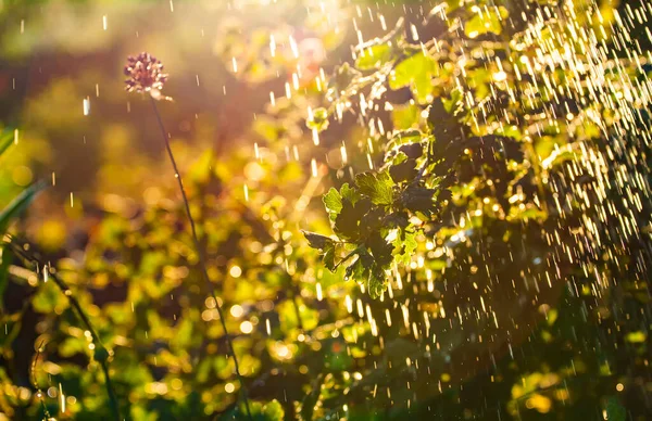 Plants leaves under a heavy rain shower with waterdrops in the golden rays of the sun in summer. Fresh rainy summer background. Rain and sun.