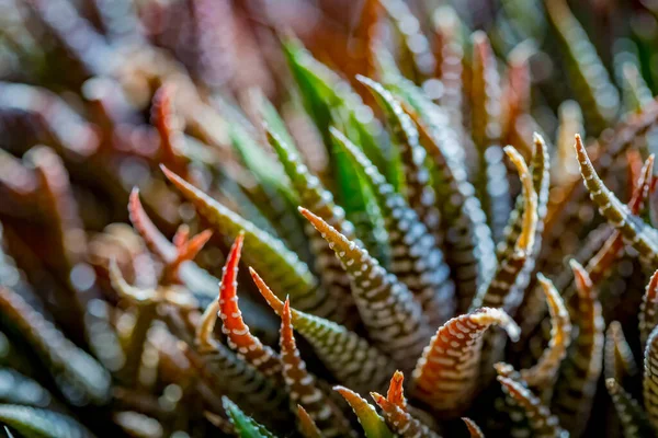 Haworthiopsis fasciata ya da Haworthia fasciata ya da Haworthia Zebra succulent 'in soyut arkaplanı. Seçici odak.