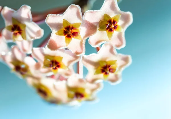 Close Estrelas Forma Flores Brancas Rosa Hoya Carnosa Flor Porcelana — Fotografia de Stock