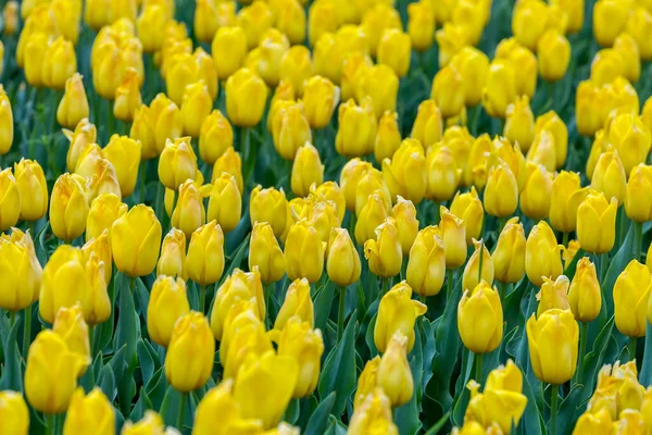 Όμορφο Φωτεινό Κίτρινο Πεδίο Τουλίπες Άνοιξη Πασχαλινό Λουλούδι Φόντο Επιλεκτική — Φωτογραφία Αρχείου