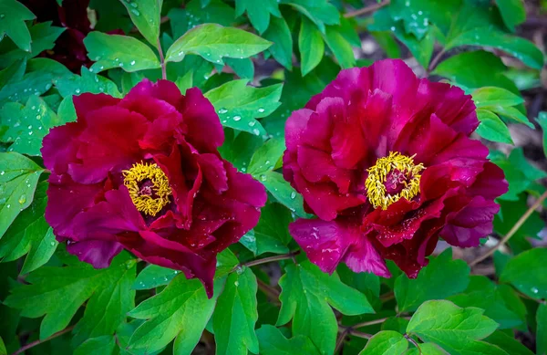 Rosa Brilhante Cor Fúcsia Peônia Duas Flores Paeonia Suffruticosa Peônia — Fotografia de Stock