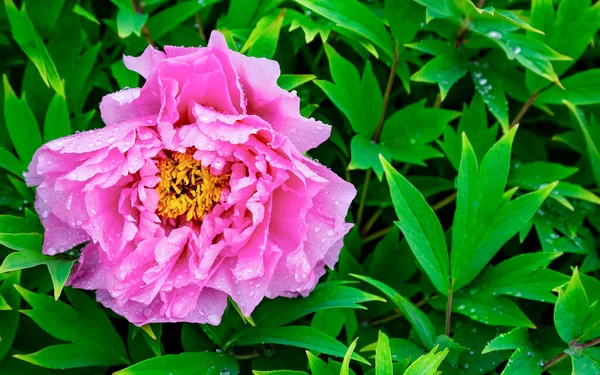 Rosa Brilhante Rosa Fúcsia Cor Peônia Flor Paeonia Suffruticosa Peônia — Fotografia de Stock