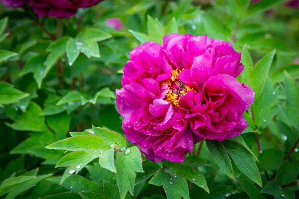 Bright Rose pink fuchsia color Peony flower Paeonia suffruticosa or tree peony in dew or rain water drops. close up. Spring background