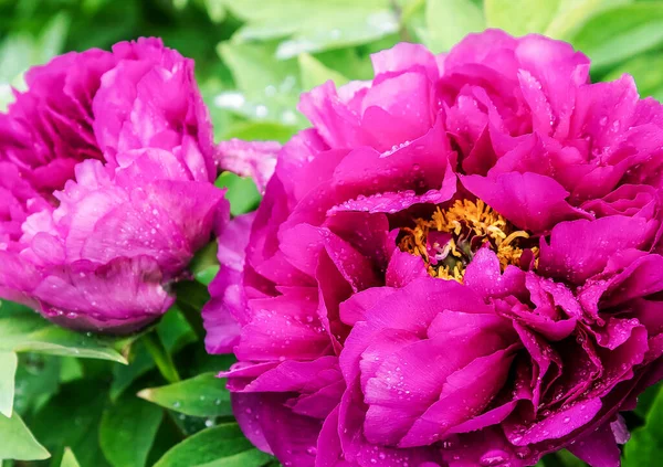 Rosa Brilhante Rosa Fúcsia Cor Peônia Flor Paeonia Suffruticosa Peônia — Fotografia de Stock