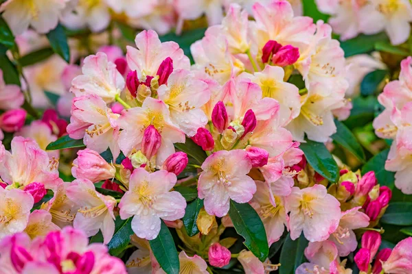 Close up of beautuful light pink flowers of rhododendron fauriei in springtime in botanical garden in Kharkov, Ukraine. Free space for text.