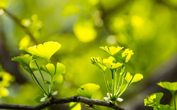 Ginkgo biloba young green leaves on a tree in spring on background of blue sky in sunlight. Known as ginkgo or gingko or the maidenhair tree.uses in traditional medicine and as a source of food.
