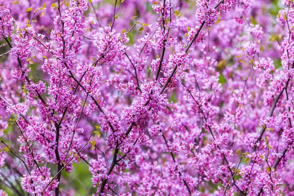 春に美しい深いピンク色の花で咲く観賞用の木 Cercis Silquastrumまたはユダの木 春に東紅色の花を咲かせます ソフトフォーカス ぼやけた背景 — ストック写真