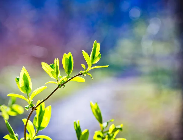 Taze Yeşil Bahar Yaprakları Güneş Işınlarıyla Dalda Lkbahar Doğası Geçmişi — Stok fotoğraf