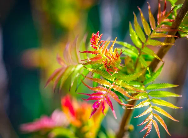 Primavera Verde Rosa Jovem Colorido Folhas Vibrantes Arbusto Decorativo Sorbifolia — Fotografia de Stock