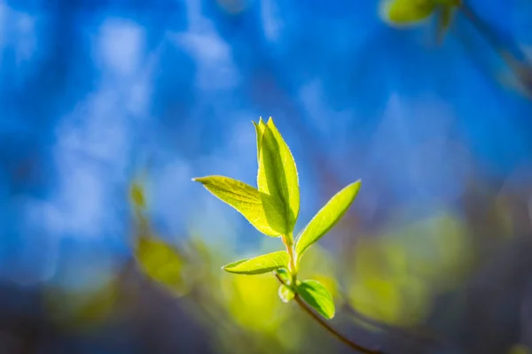 Свежие Зеленые Весенние Листья Ветке Солнечных Лучах Ранняя Весна Природный — стоковое фото