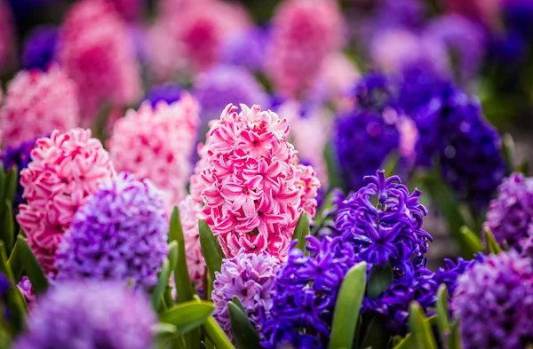 Large flower bed with multi-colored hyacinths, traditional easter flowers, flower background, easter spring background. Close up macro photo, selective focus. Ideal for greeting festive postcard.