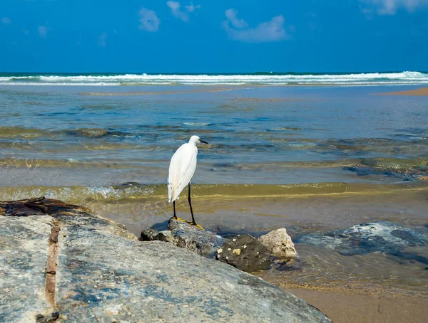 Piccolo Airone Bianco Piedi Acqua Cerca Cibo Spiaggia Cittadina Netanya — Foto Stock