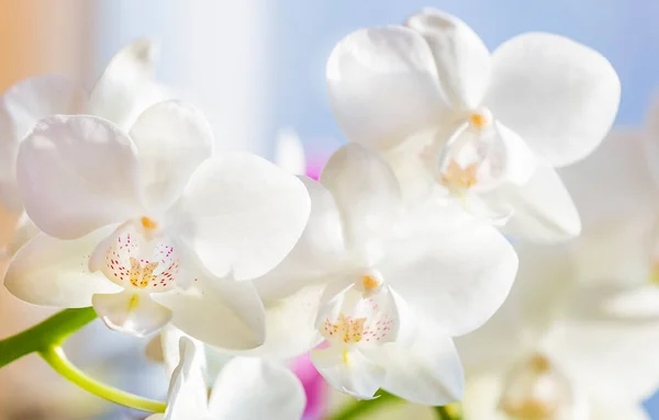 Primo Piano Phalaenopsis Bianco Fiore Del Orchid Del Dendrobium Della — Foto Stock