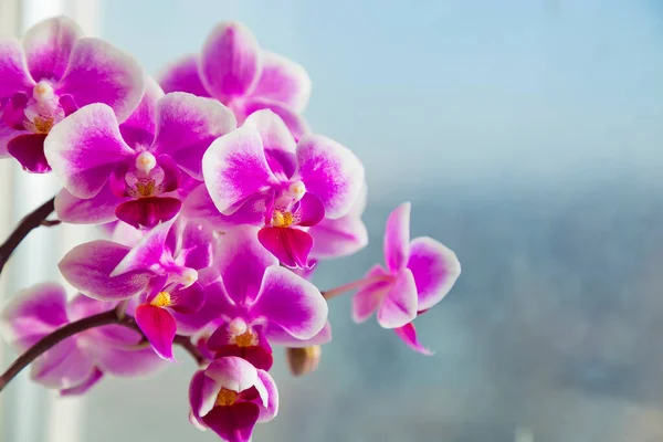 Bellissimo Rosa Viola Bianco Phalaenopsis Falena Dendrobium Orchidea Fiore Inverno — Foto Stock