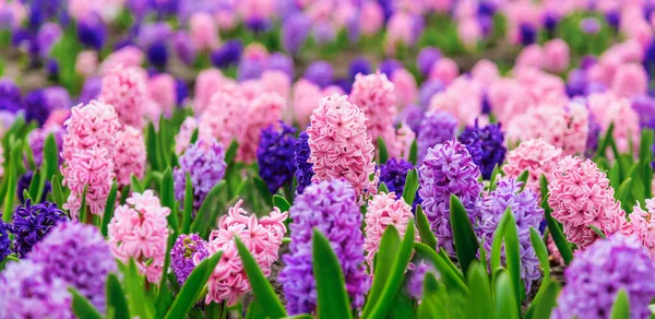 多色のヒヤシンス 伝統的なイースターの花 花の背景 イースターの背景を持つ大きな花壇 ストック写真 C Sunday Morning