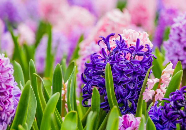 Large flower bed with multi-colored hyacinths, traditional easter flowers, flower background, easter background