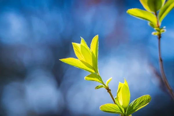 Fresh Green Spring Leaves Branch Sun Rays Early Spring Nature Royalty Free Stock Photos