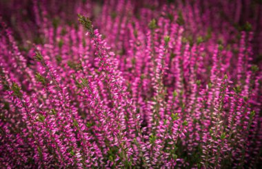 Pembe fundanın ya da Calluna Vulgaris 'in yakın çekimi, Avrupa' nın en sıcak ve kırsal bölgelerindeki baskın bitki. Pembe canlı çiçek arkaplanı.