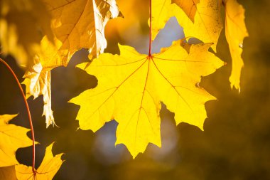 Sonbahar güneşli arka plan, parlak sarı sonbahar akçaağaç yaprakları güneşe karşı..