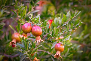 İsrail 'in sembolü olan ağaçtaki küçük dekoratif olgunlaştırıcı nar meyvesinin yakın çekimi.