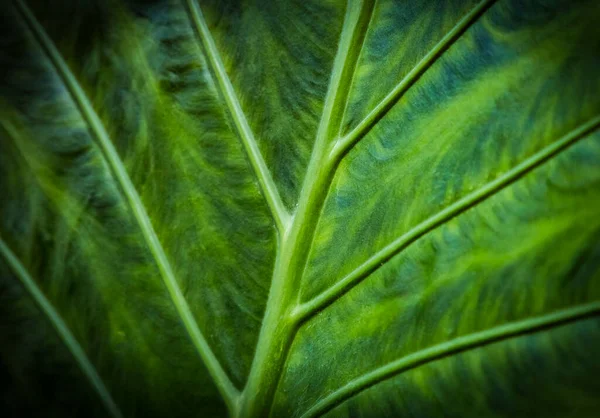 Texture Une Feuille Tropicale Verte Avec Viens Fort Fond Vert — Photo