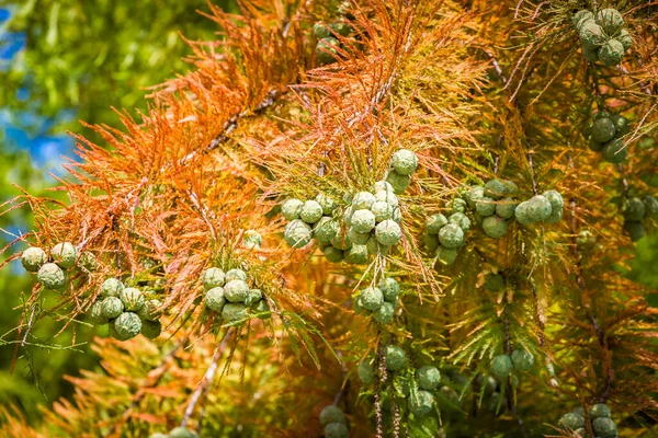 Šišky Plešatého Cypřiše Taxodium Distichum Listnatý Jehličnan Čeledi Cypřišů Červeným — Stock fotografie